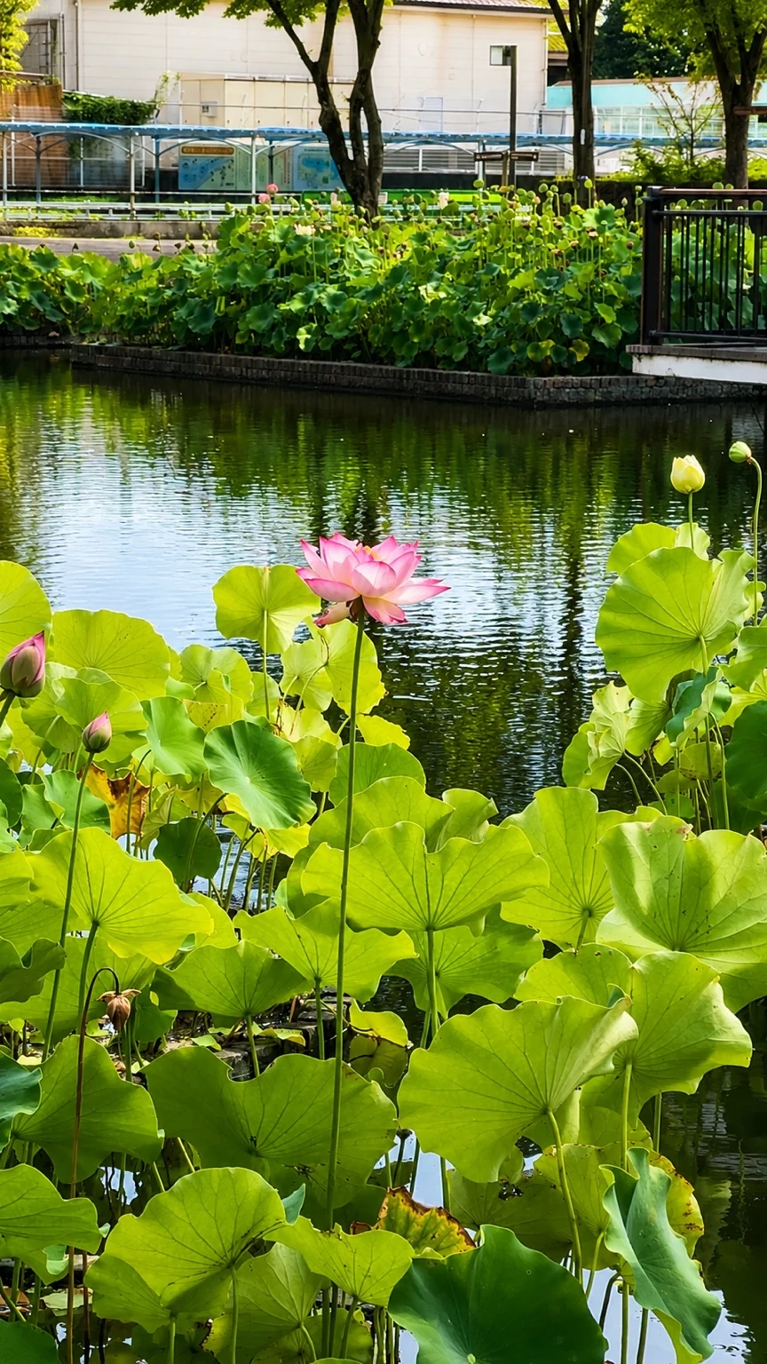 郷土の森公園の修景池に咲くピンク色のハスの花