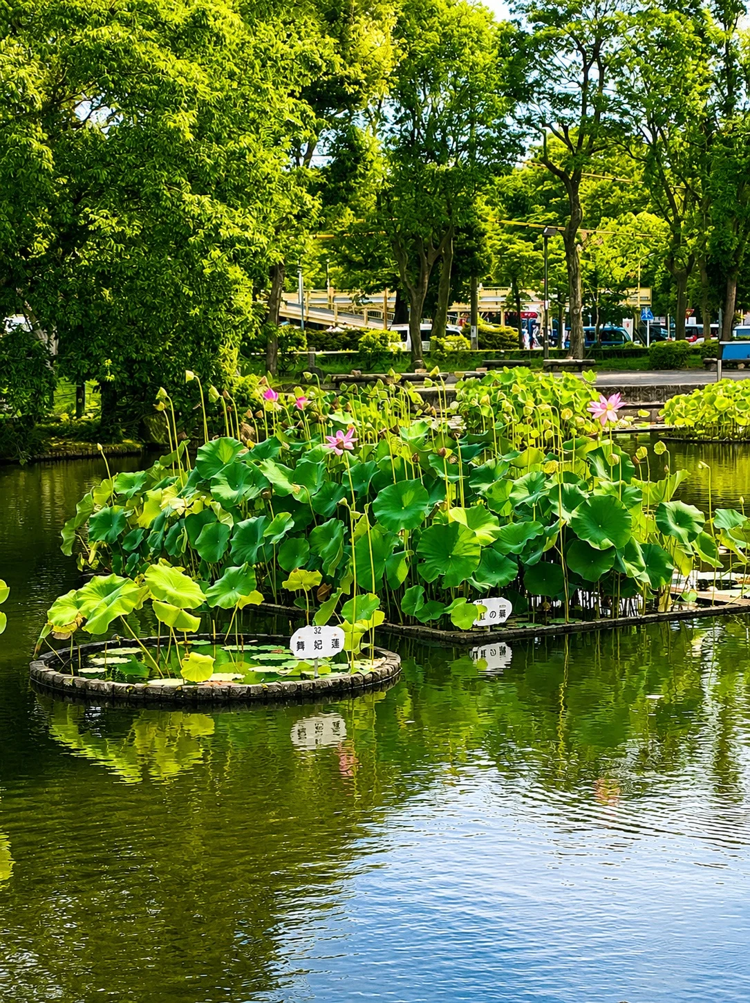 さまざまな種類のハスが植えられた郷土の森公園の修景池