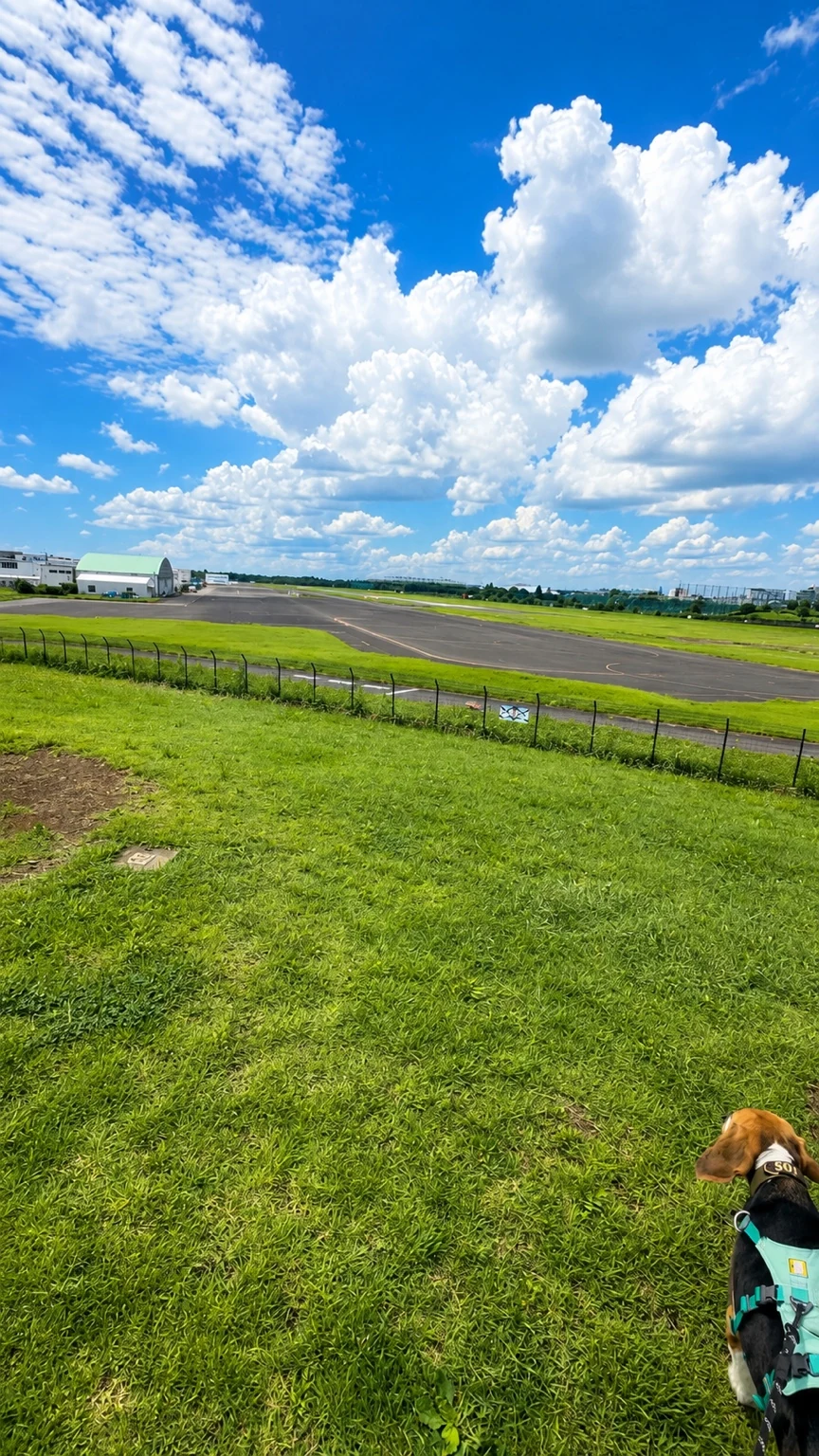 調布飛行場へ着陸するヘリコプターを武蔵野の森公園から眺めた様子