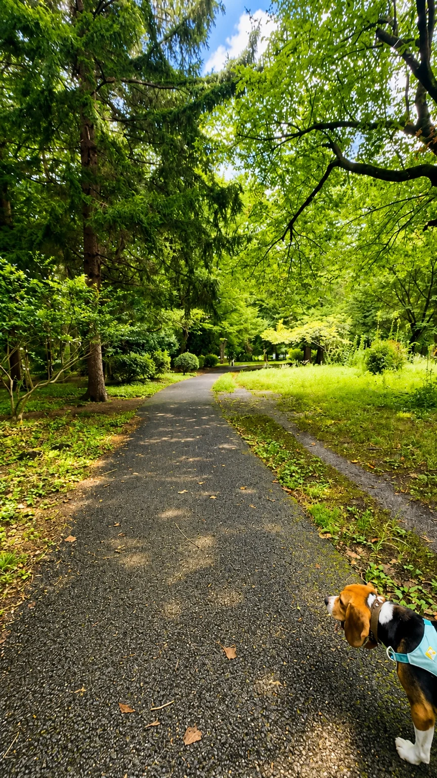 武蔵野公園の木漏れ日が差す園路を犬と散歩している様子