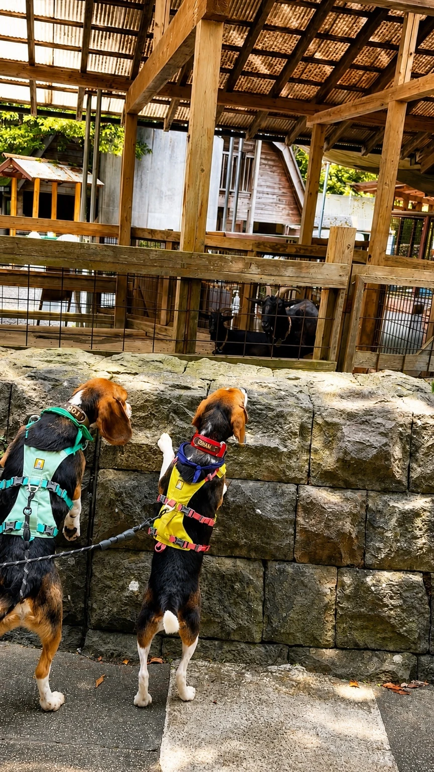 夕やけ小やけふれあいの里の園内動物を離れた場所から見る犬