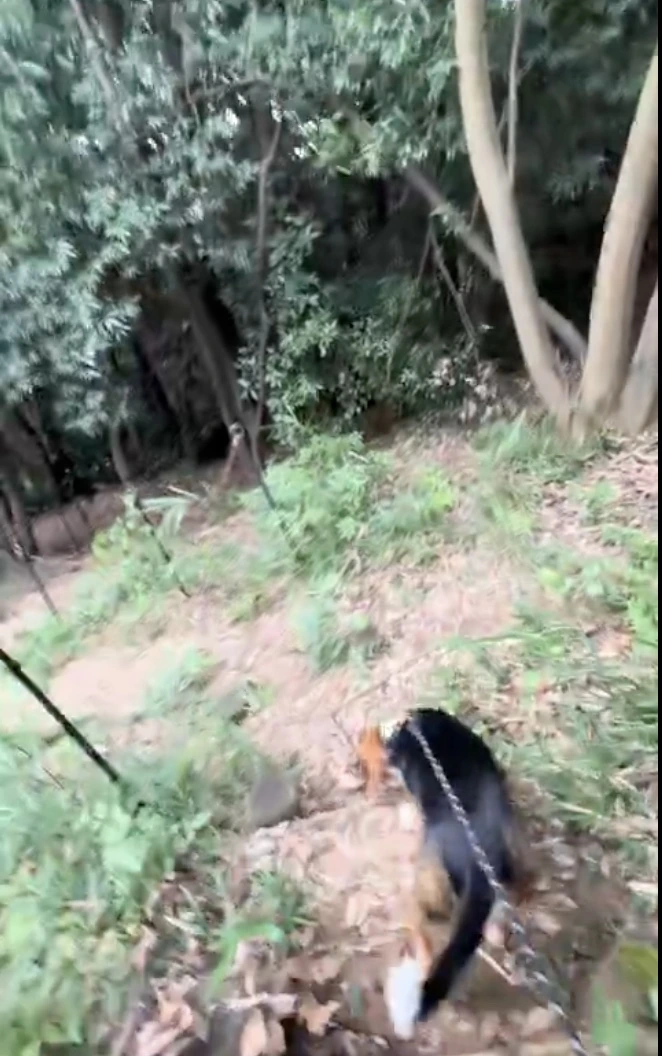 城山公園の緑豊かな山道を犬と散歩している風景
