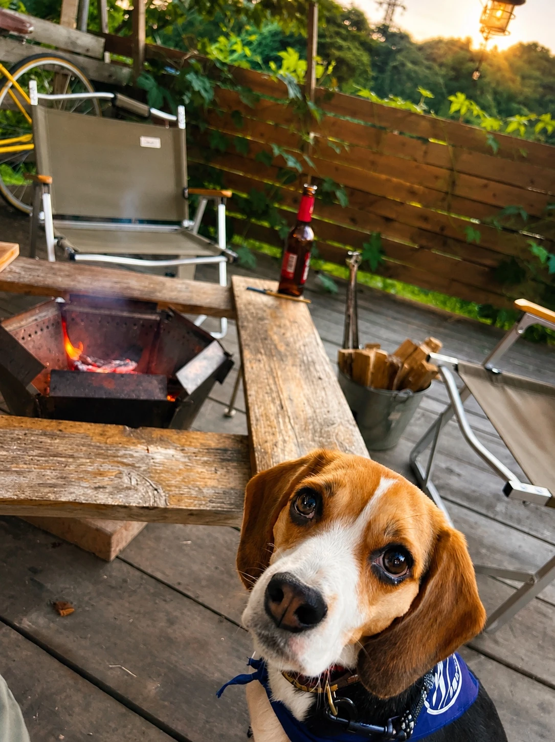 犬が焚き火から安全な距離を保っている焚火カフェ山の客席