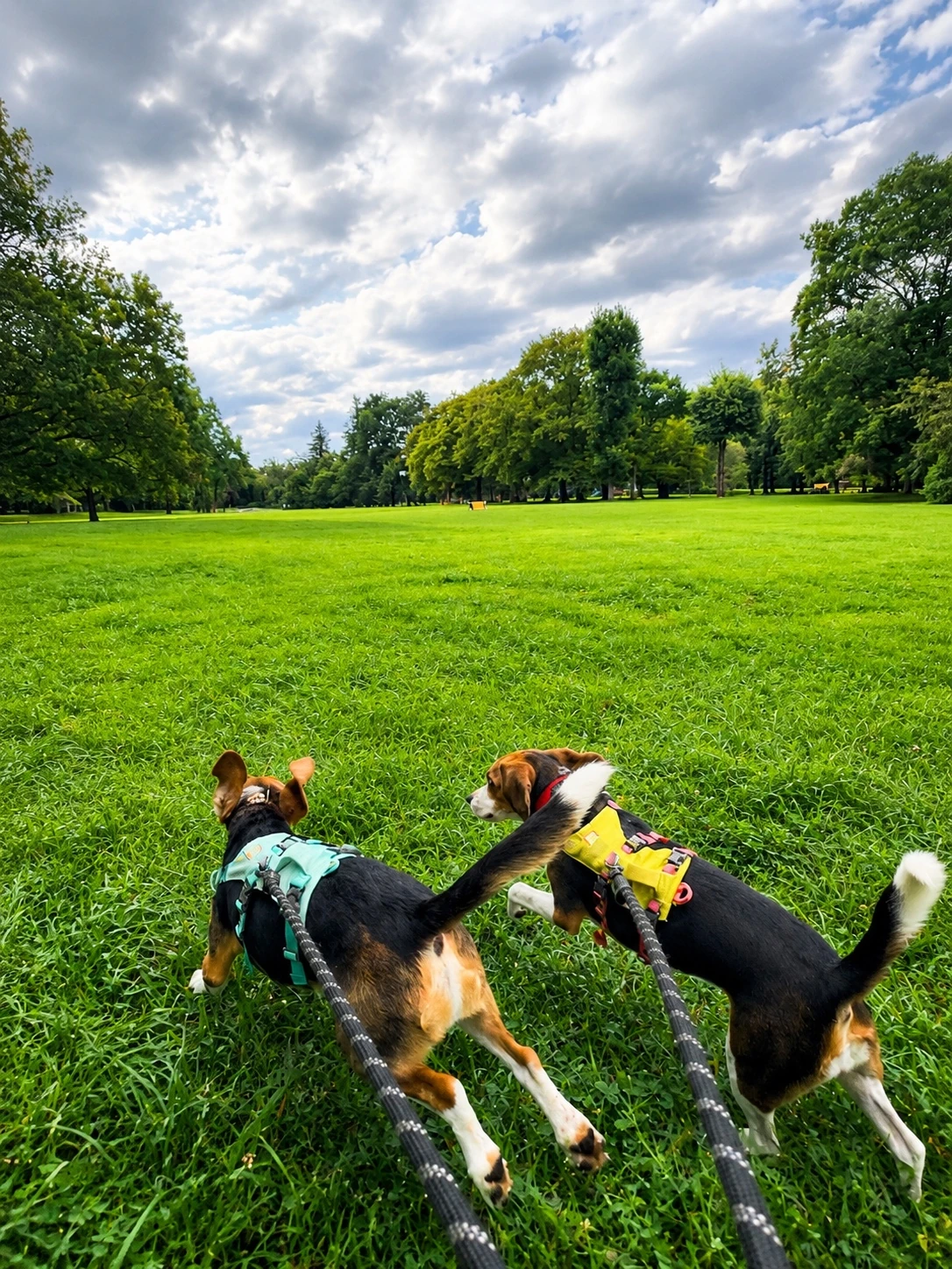 野川公園の広い芝生をリードを着けた犬が散歩している様子