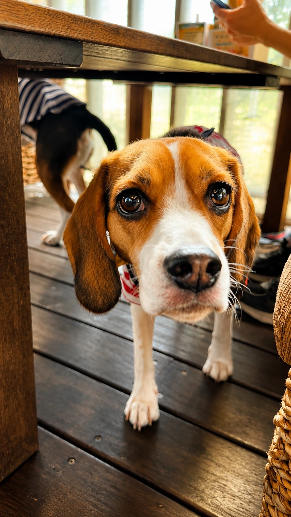 オルオルアイナの屋根付きテラス席で犬と一緒に過ごしている様子