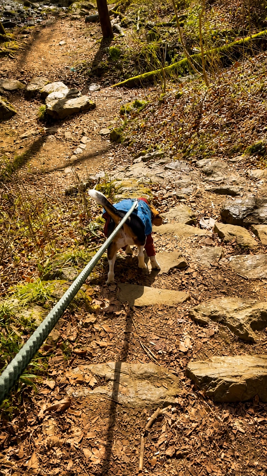 御岳山の登山道をリードを着けた犬と歩く様子
