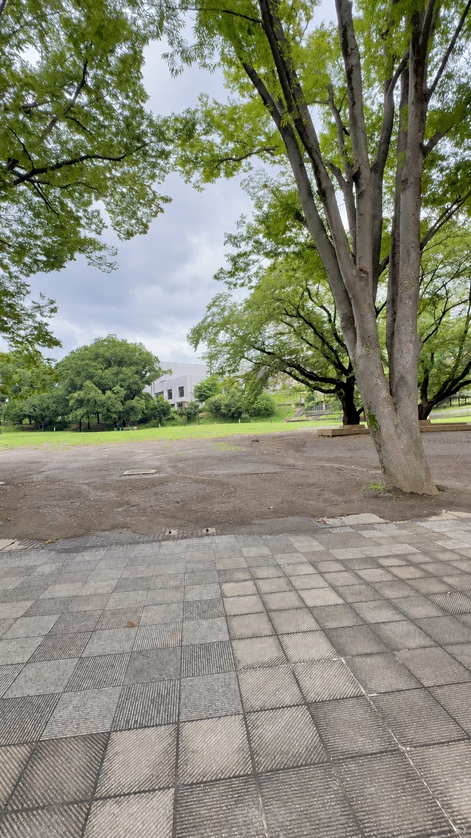 南町田の鶴間公園をワンちゃんと散歩している様子