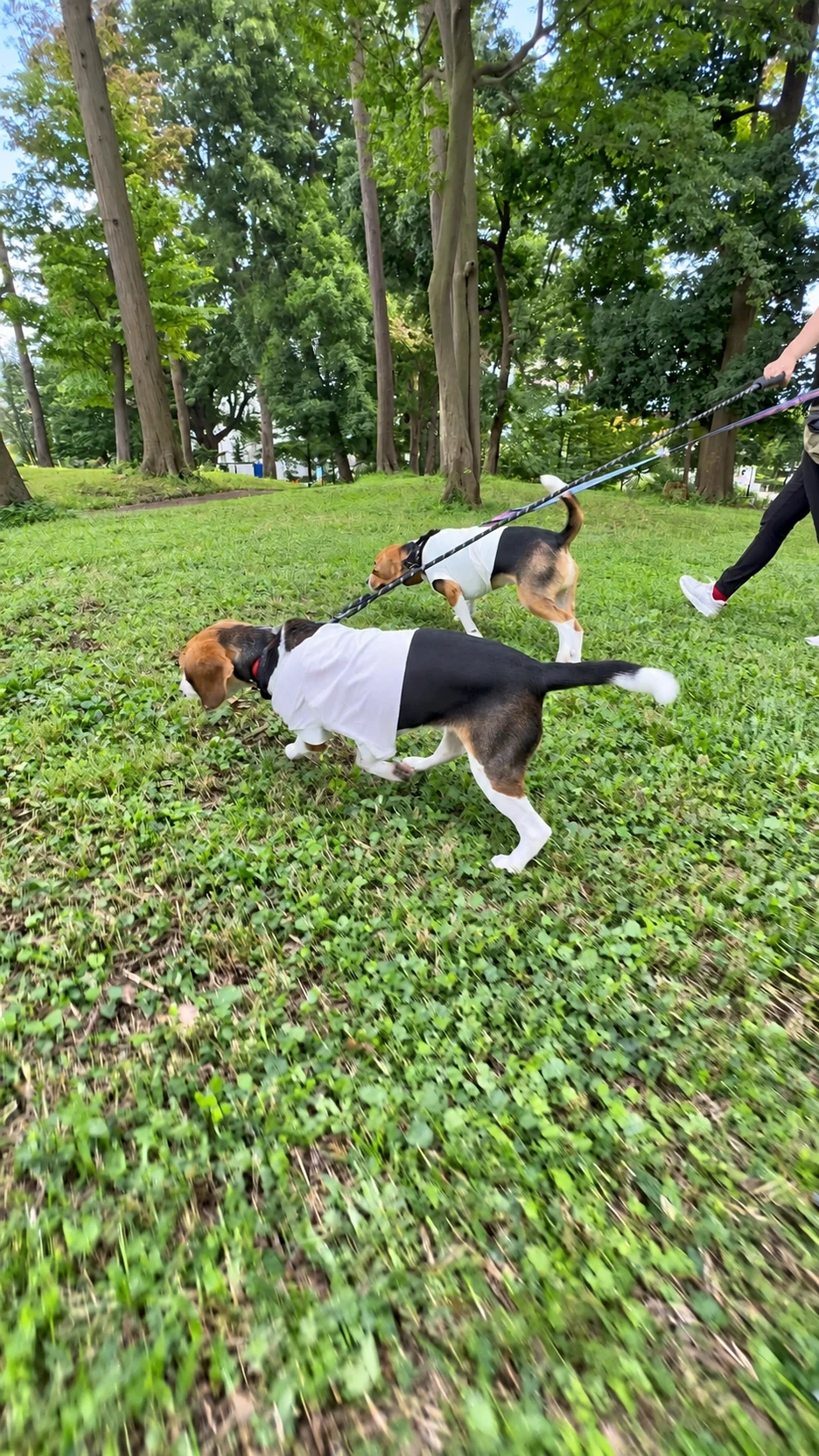 鶴間公園の木々に囲まれた自然豊かな散歩道