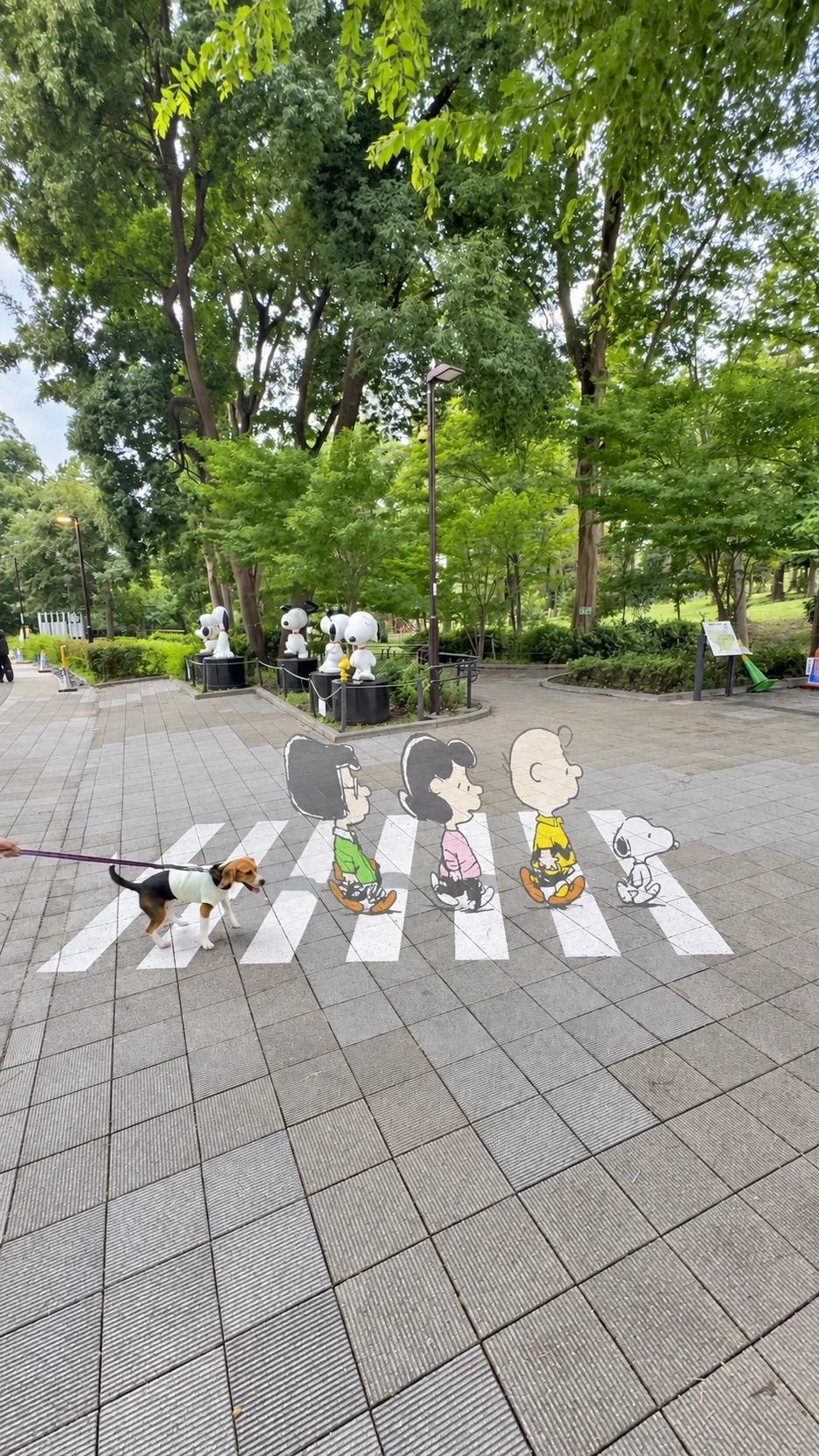 鶴間公園でリードを着用してワンちゃんと散歩する様子